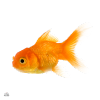 Pet Goldfish