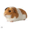 Pet Guinea Pig