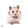 Pet Hamster